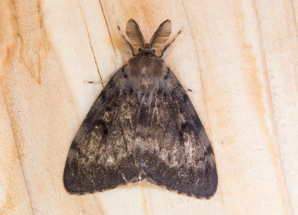 Male Gypsy Moths